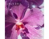 Trendy hair Perfume Velvet Orchid 50 ml
