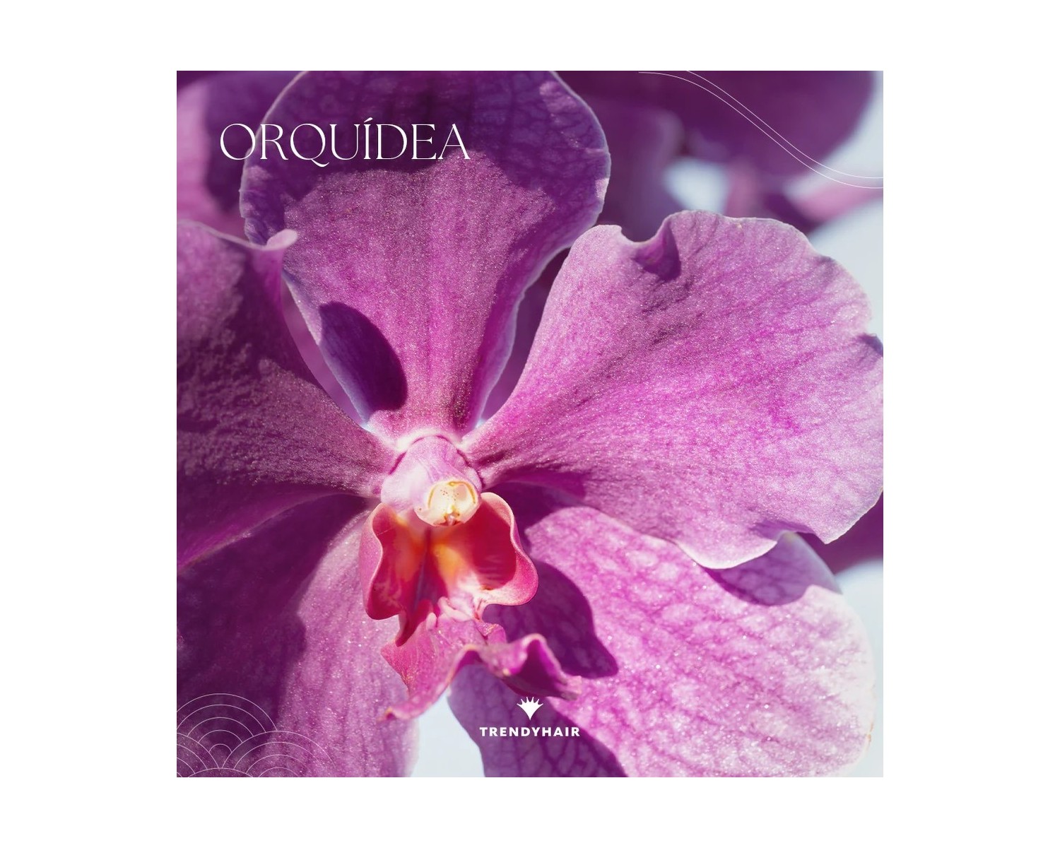 Trendy hair Perfume Velvet Orchid 50 ml